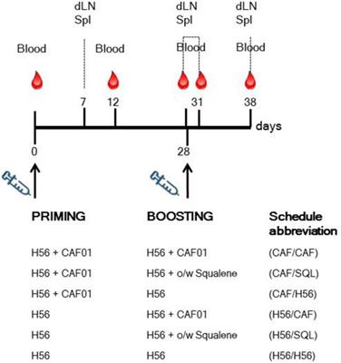 Heterologous Prime-Boost Combinations Highlight the Crucial Role of Adjuvant in Priming the Immune System